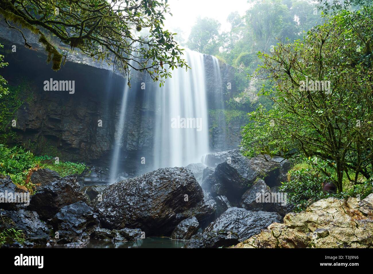 Spring In Qld Rainforest spring hi-res stock photography and images - Alamy