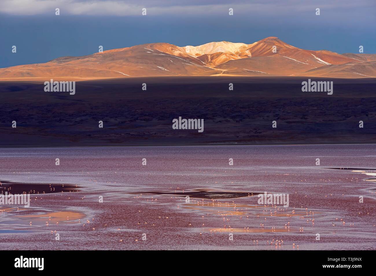 Laguna Colorada with flamingos, 4.323 m altitude, border to Chile, Andes, Altiplano, Reserva Nacional de Fauna Andina Eduardo Abaroa, Departamento Stock Photo