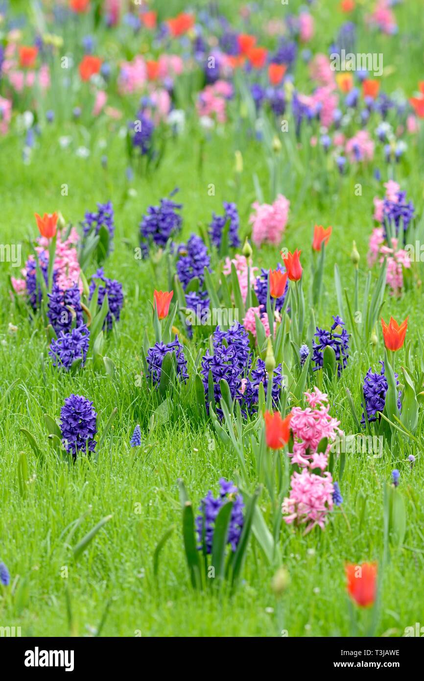 Meadow with garden hyacinths (Hyacinthus orientalis hybride), small grape hyacinths (Muscari botryoides) and Tulips (Tulipa), North Rhine-Westphalia Stock Photo