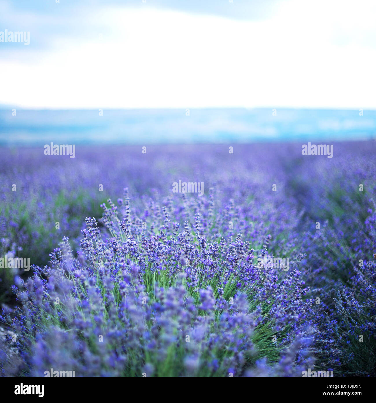 Lavender flowers soft focus hi-res stock photography and images - Alamy