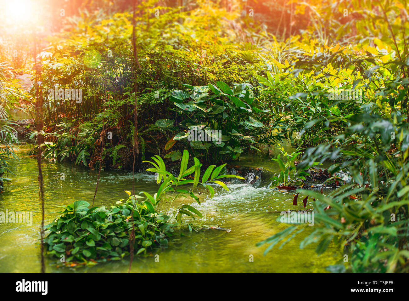 Jungle scenery hi-res stock photography and images - Alamy