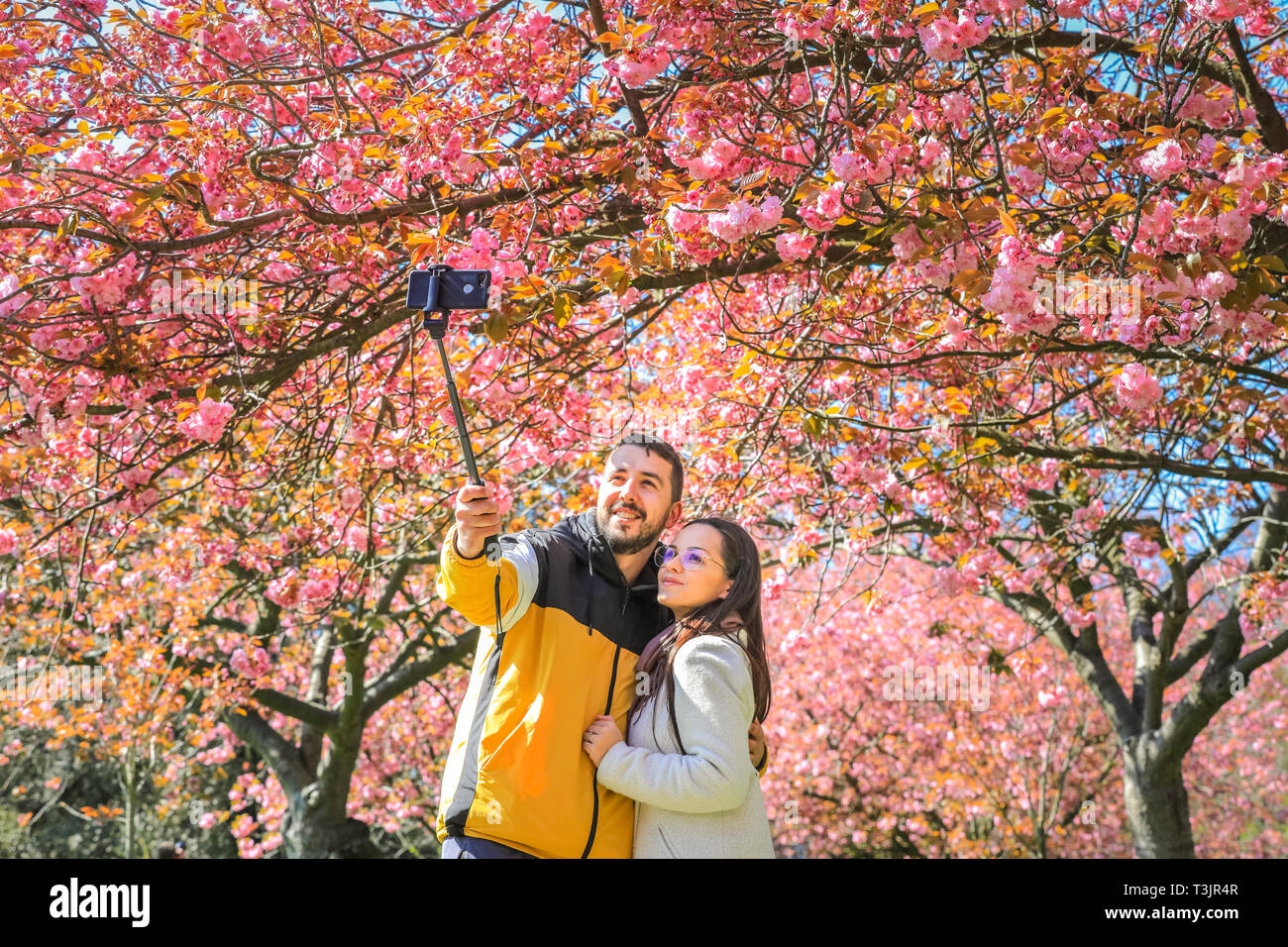 Greenwich London Uk 10th April 19 A Couple Take Selfies With The Pretty Flowers People Admire And Take Snaps Of The Pink Cherry Blossom Which Is Now In Full Bloom Visitors Often