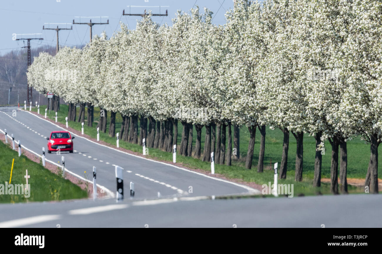 Riesa, Germany. 10th Apr, 2019. A red car drives past flowering trees on a road near Riesa. Credit: dpa picture alliance/Alamy Live News Stock Photo