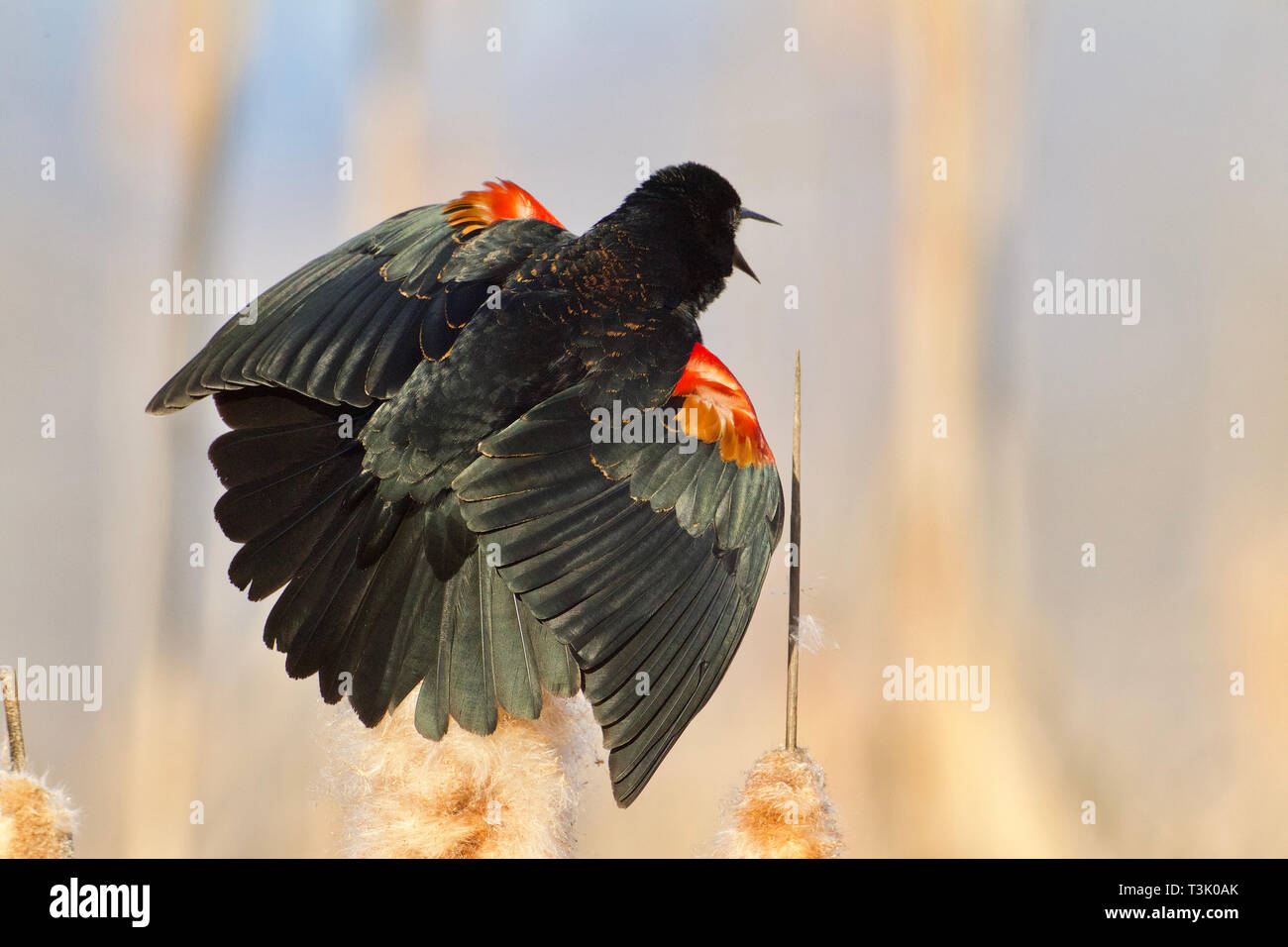 Red-winged Blackbird performing mating display and song on cattails in wetland marsh habitat Stock Photo
