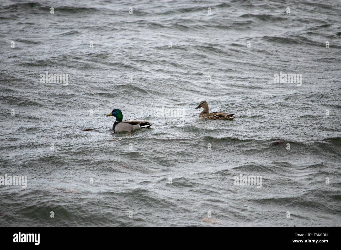 Ducks on the Columbia river Stock Photo
