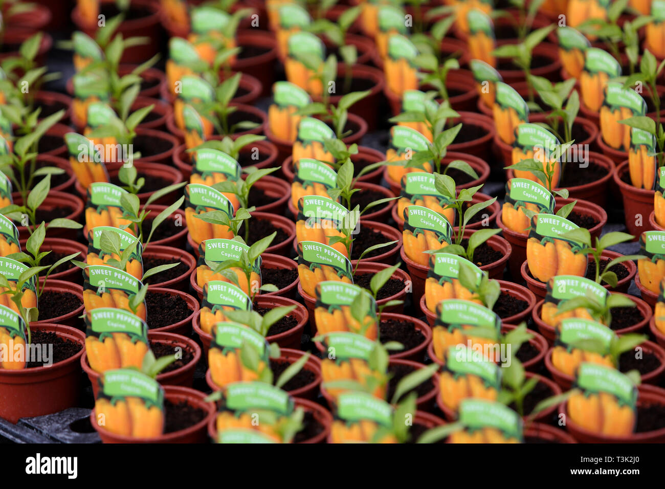 Growing peppers in hanging baskets hires stock photography and images