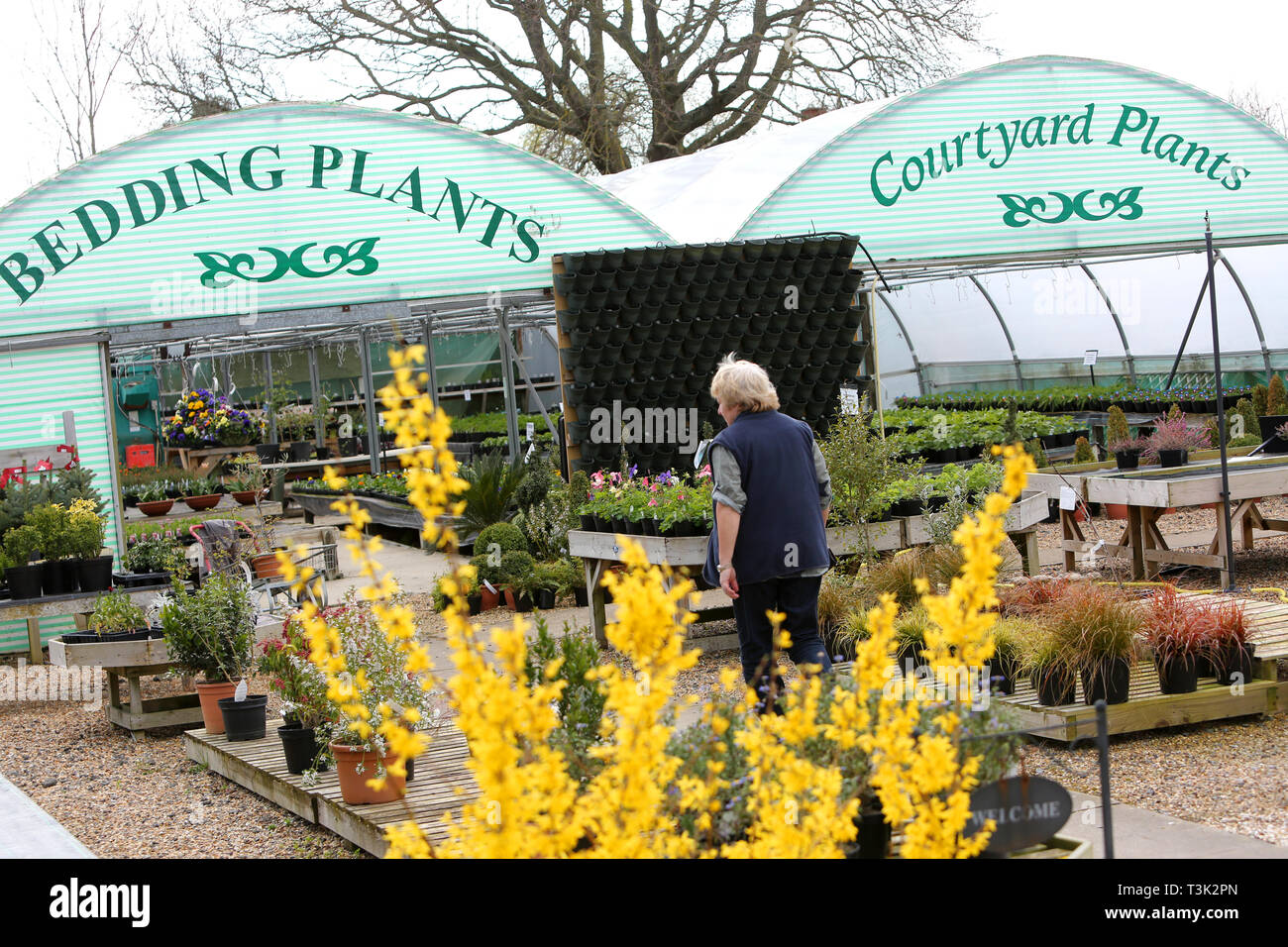 General view of plants, hanging baskets, planting and supplies in a local garden centre in West Sussex, UK. Stock Photo