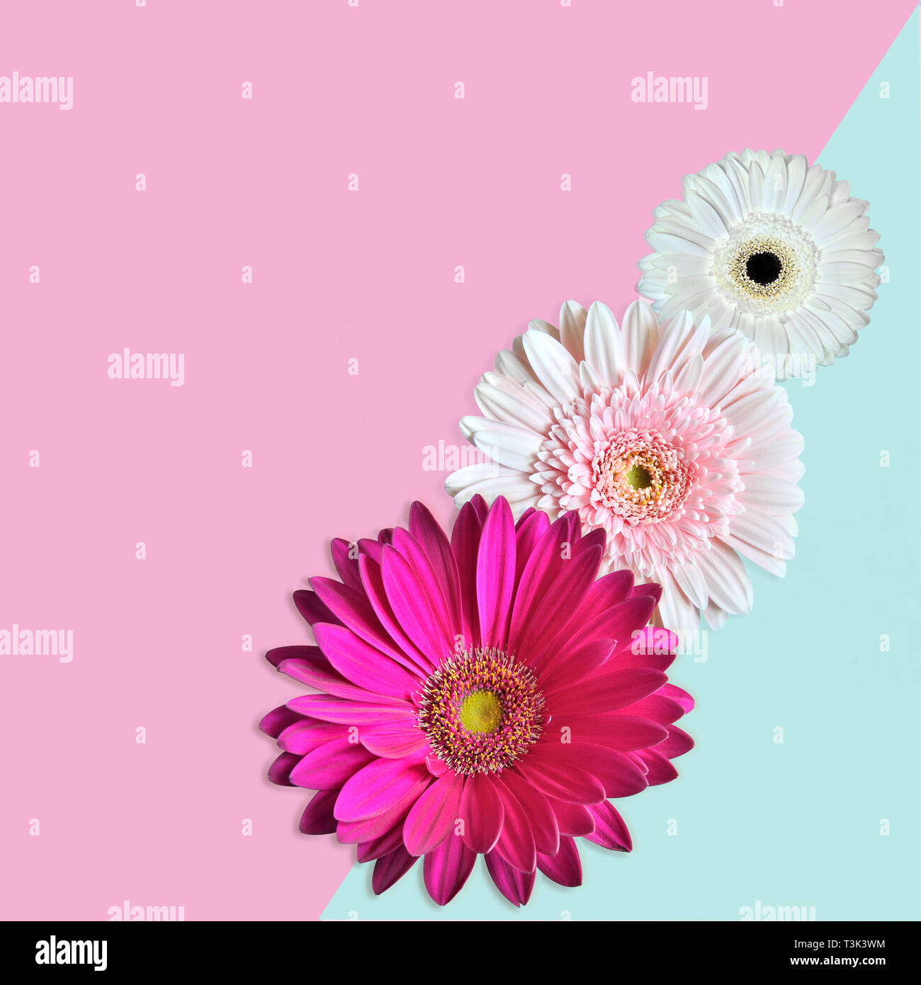 Three pink and white gerbera flowers close up on geometric background colored in pastel blue and pale pink shades. Gentle summer or spring floral back Stock Photo