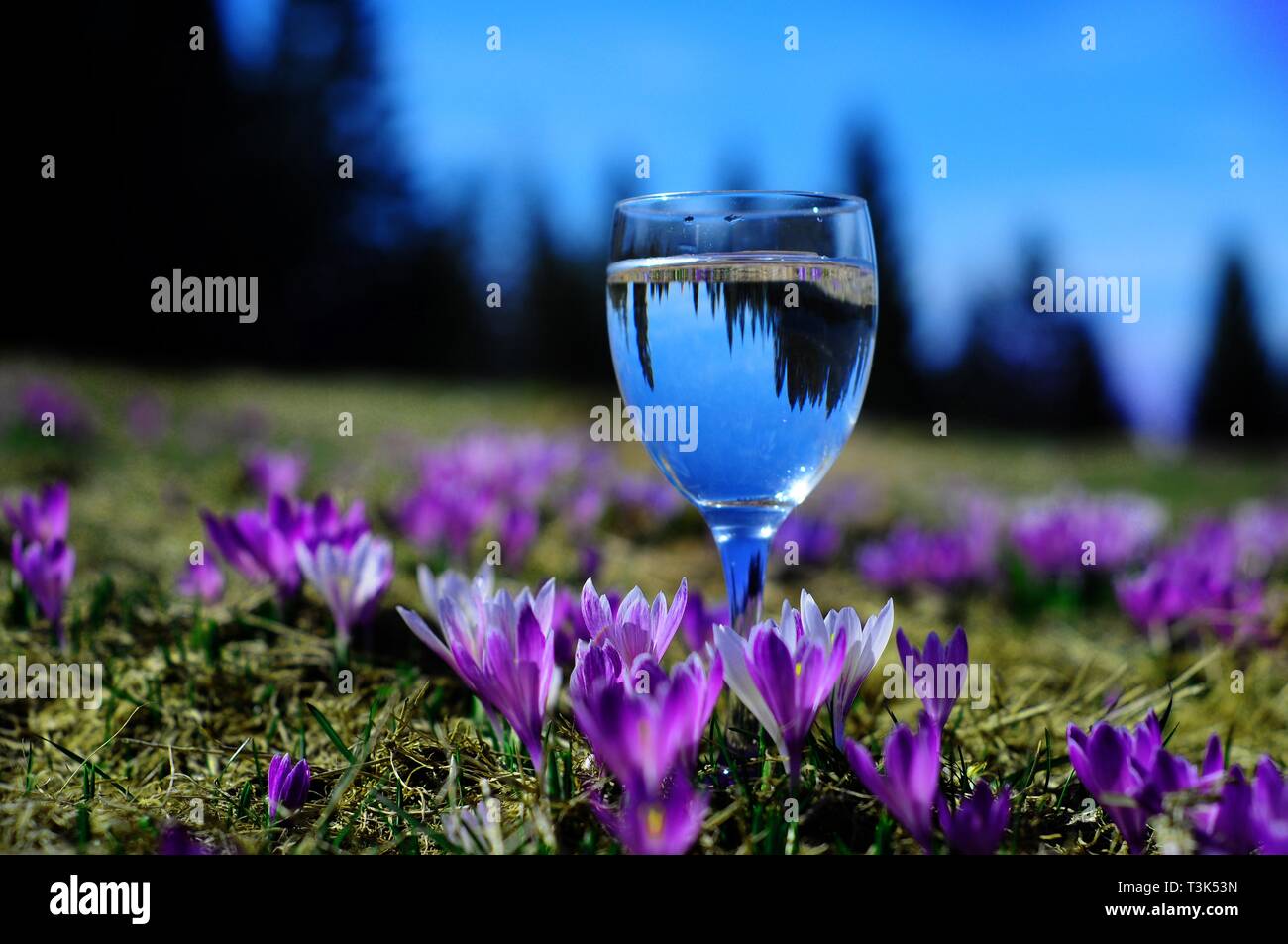 Crocus (Crocus vernus albiflorus, Iridaceae, Asparagales), alpine meadow, water glass with reflection Stock Photo