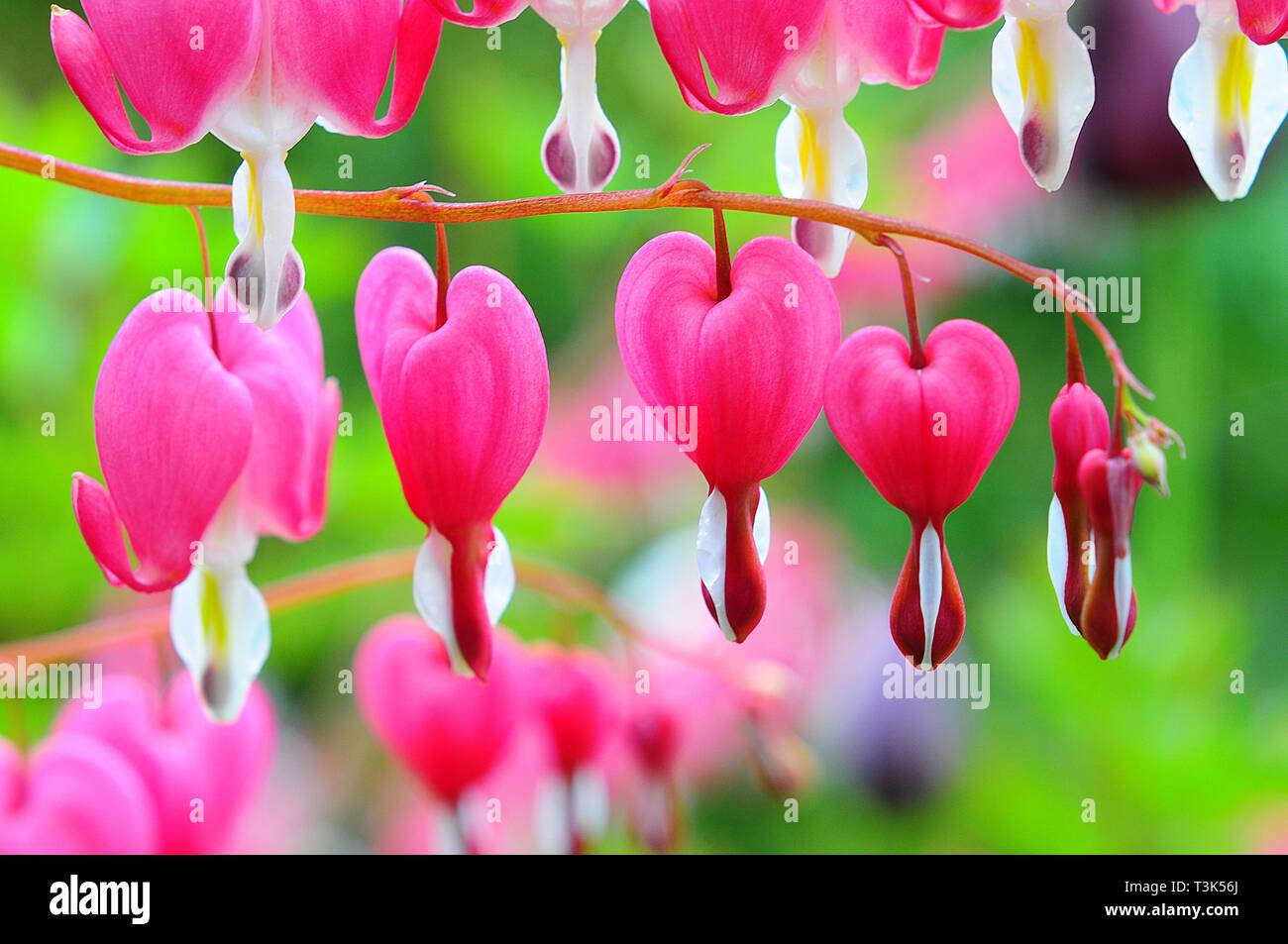 Bleeding heart (Dicentra spectabilis, Lamprocapnos spectabilis) Stock Photo