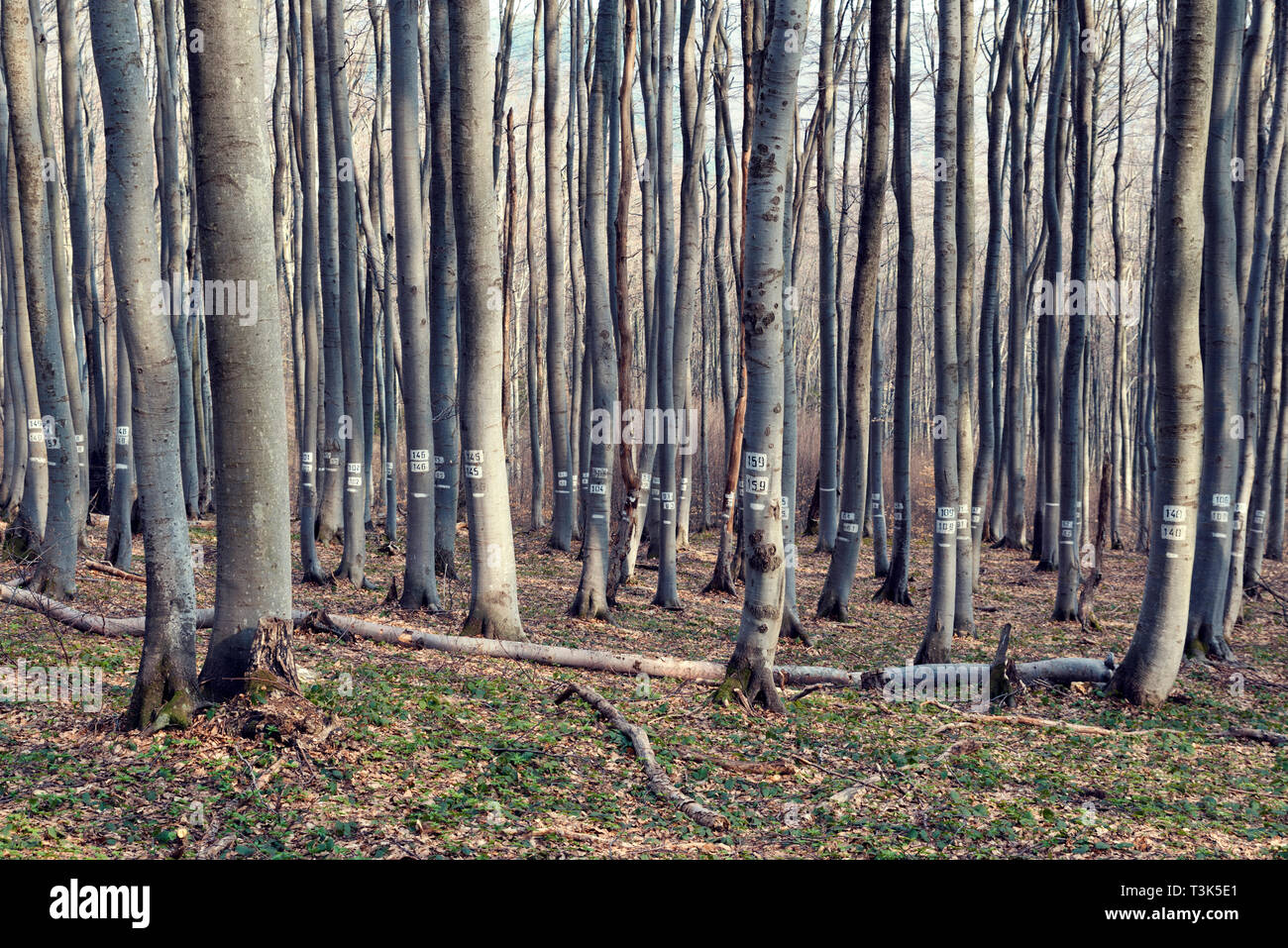 Numbered trees in a deciduous forest in the mountain Fallen tree Selective focus Stock Photo