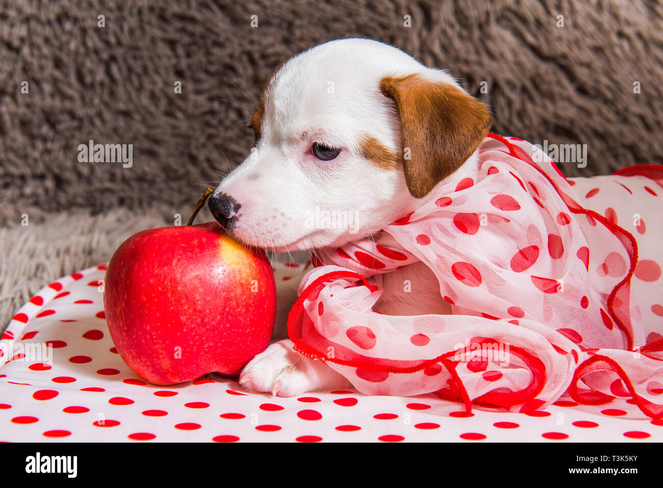 Jack Russell Terrier Puppy Dog With Polka Dots Silk Scarf Stock