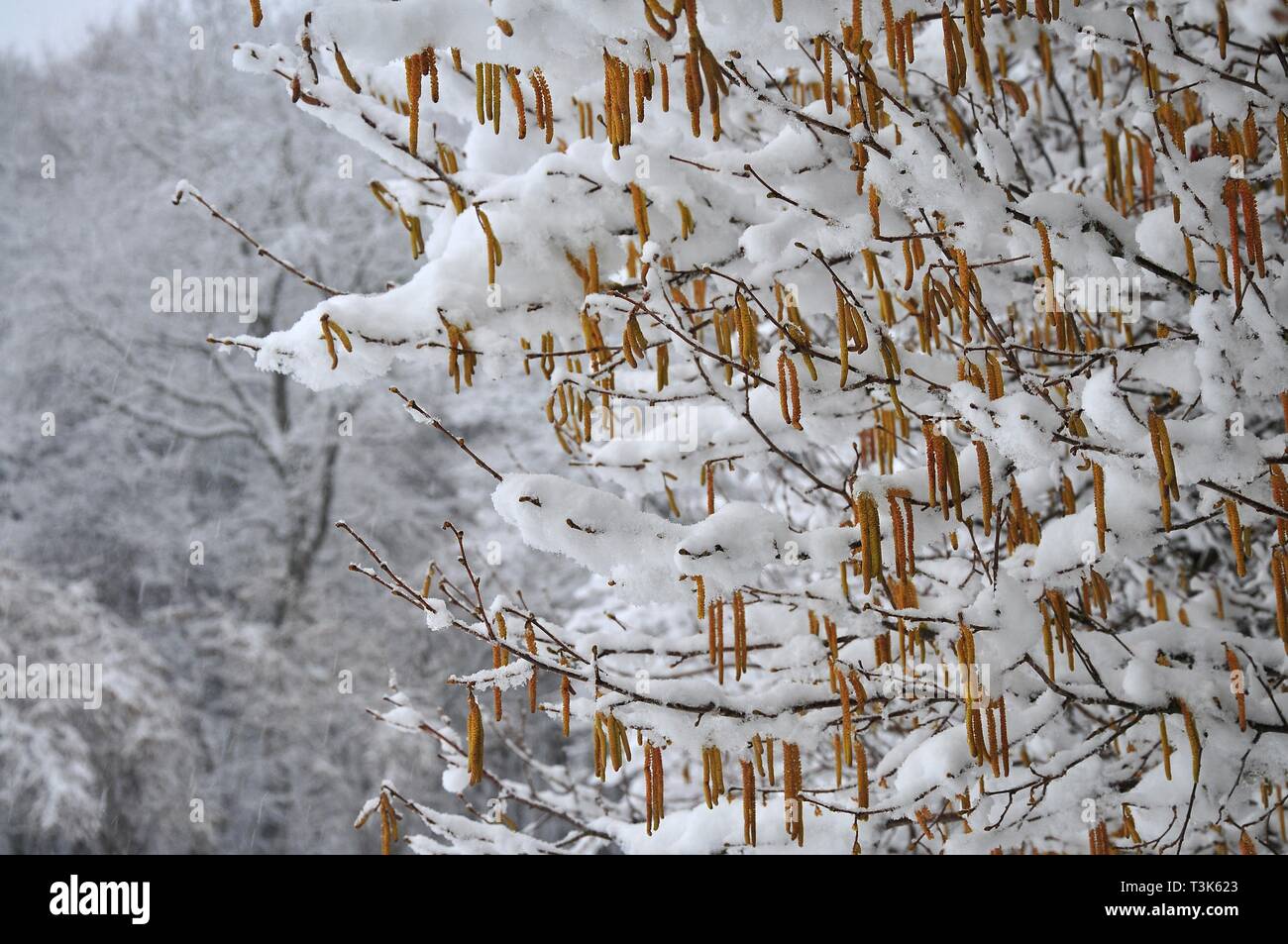 Hazelnut shrub (Corylus avellana) in winter Stock Photo