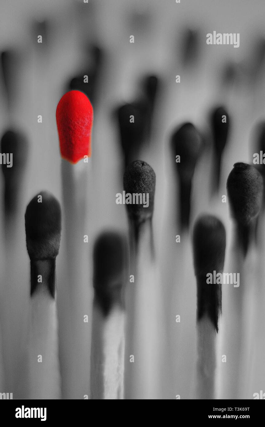 Unused match surrounded by burned matches Stock Photo