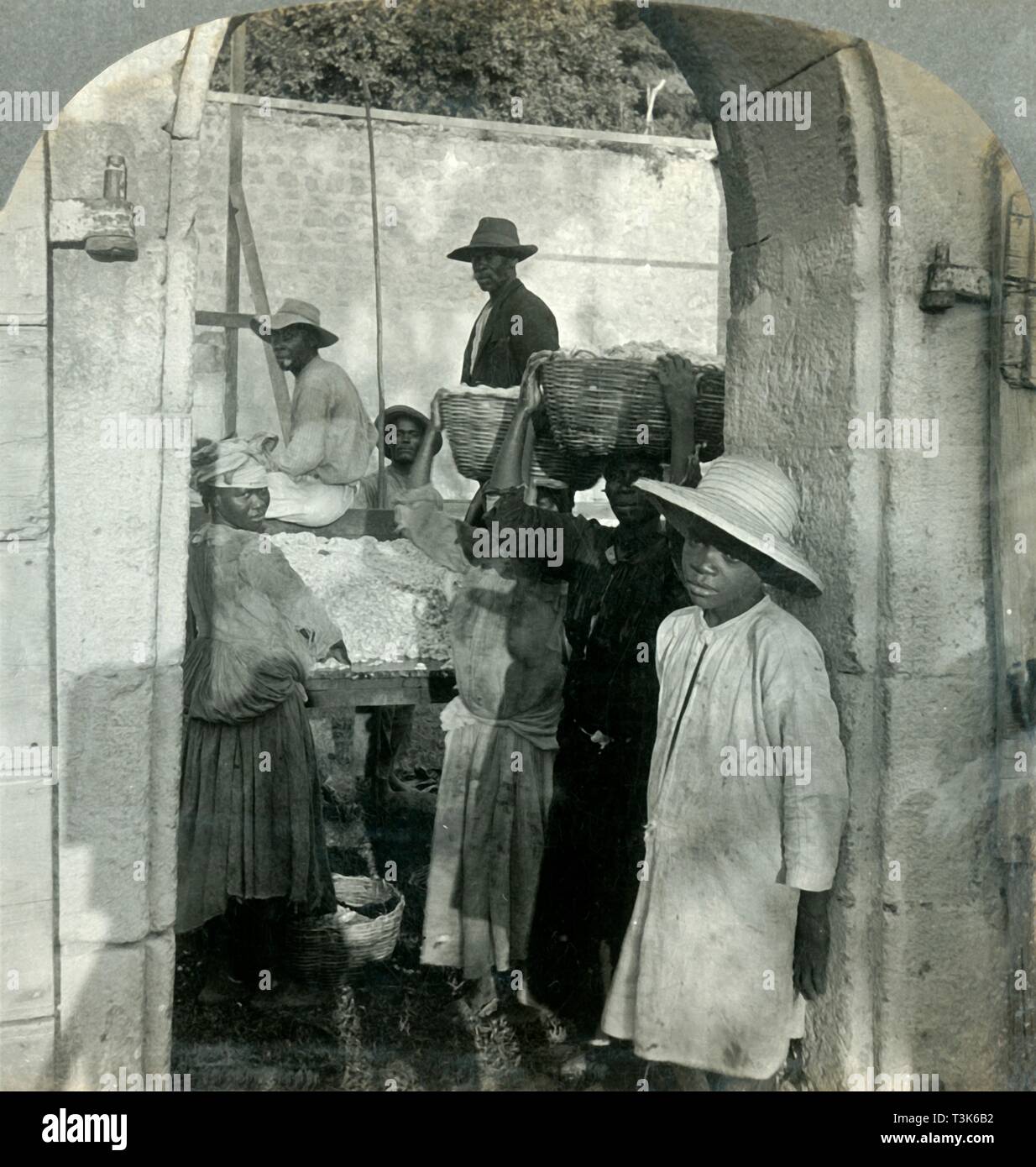 'Cocoa Fresh from the Pods, Dominica, B.W.I.', 1893.  Creator: Keystone View Company. Stock Photo