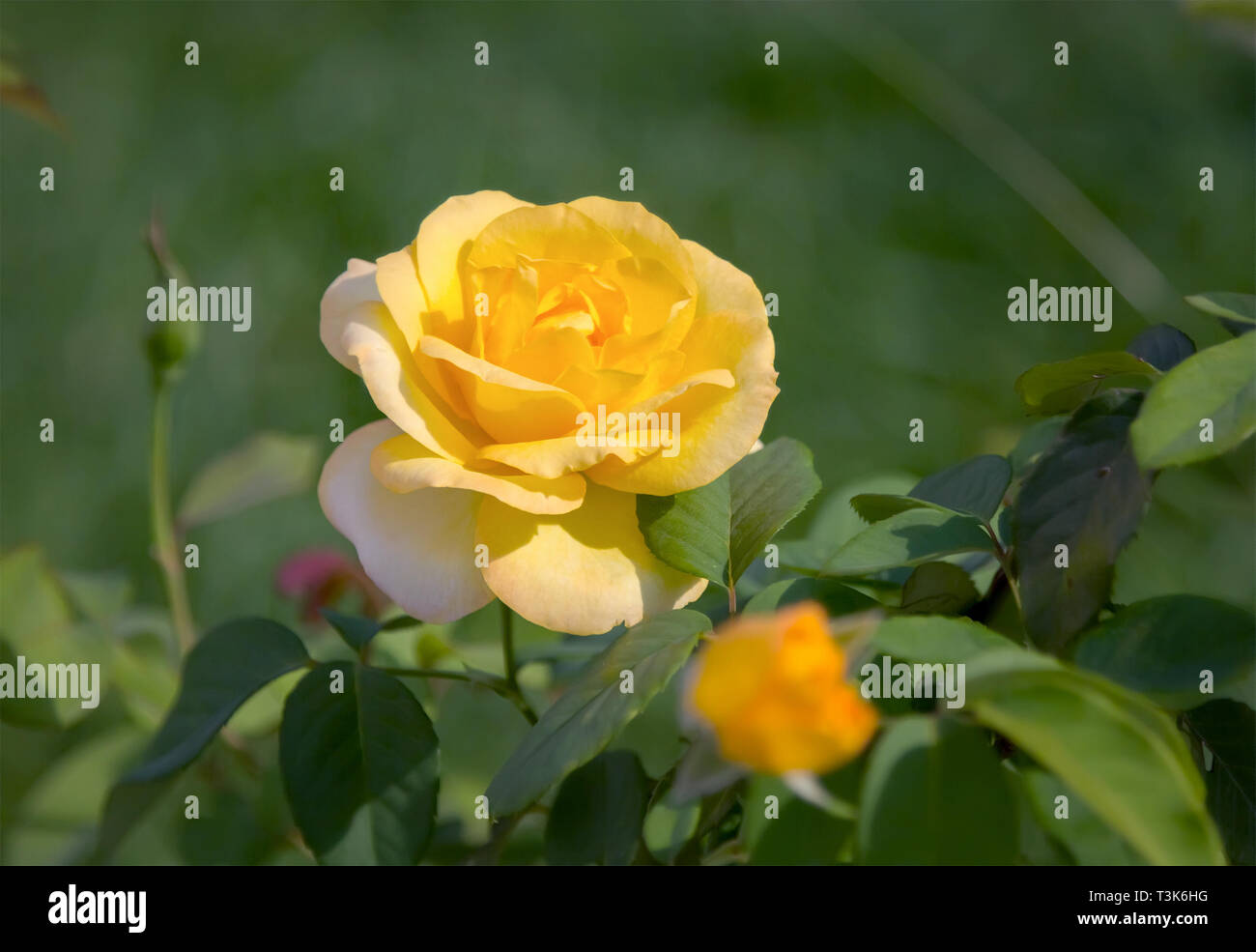 Beautiful yellow rose in the summer garden. Floral background Stock ...