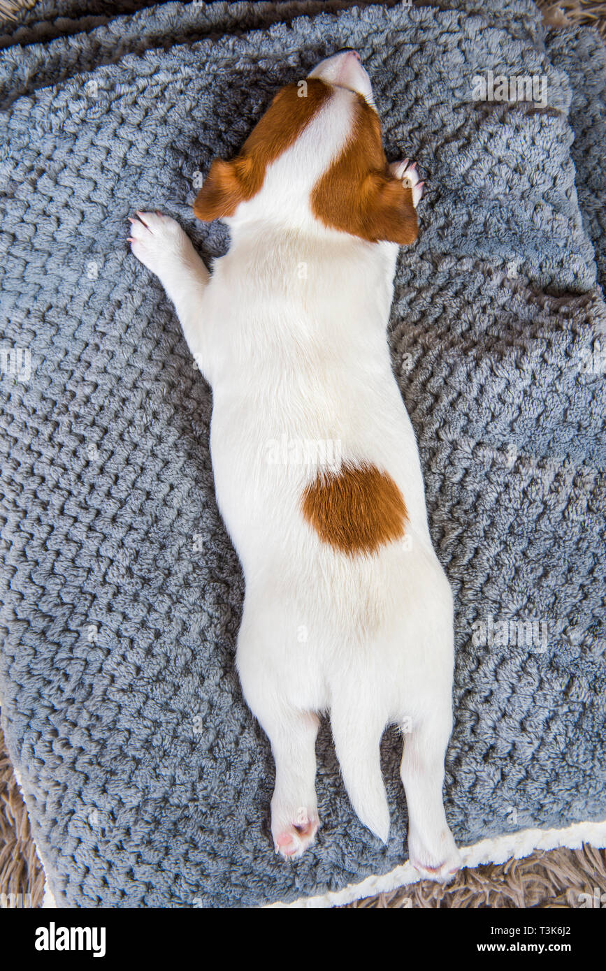 Why Do Dogs Sleep On Top Of Couch