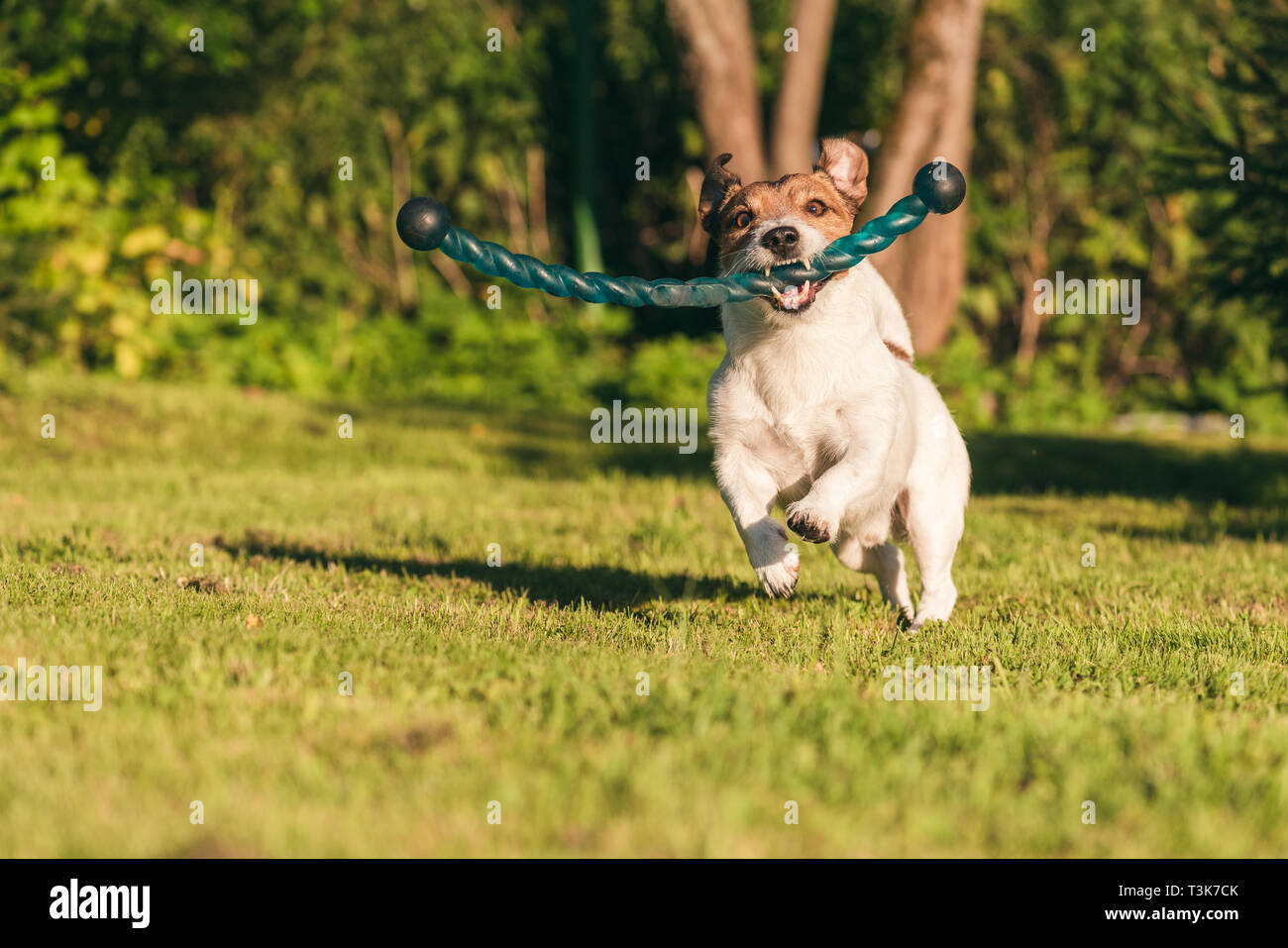 Running dog playing with fetch stick toy at backyard lawn Stock Photo