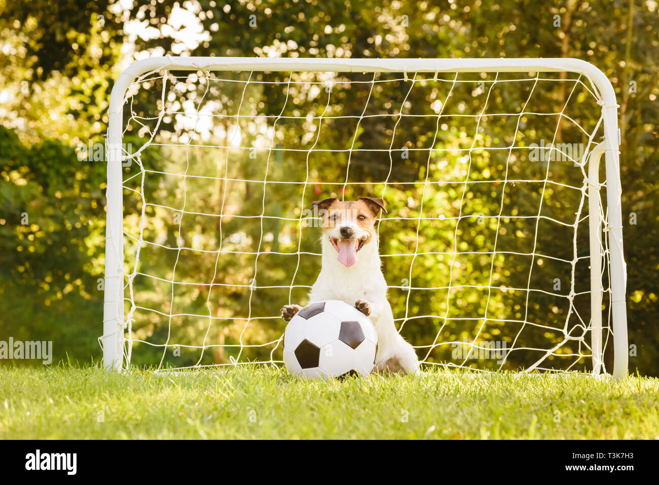Dog sitting in front of football (soccer) goal with paws on generic football  ball Stock Photo