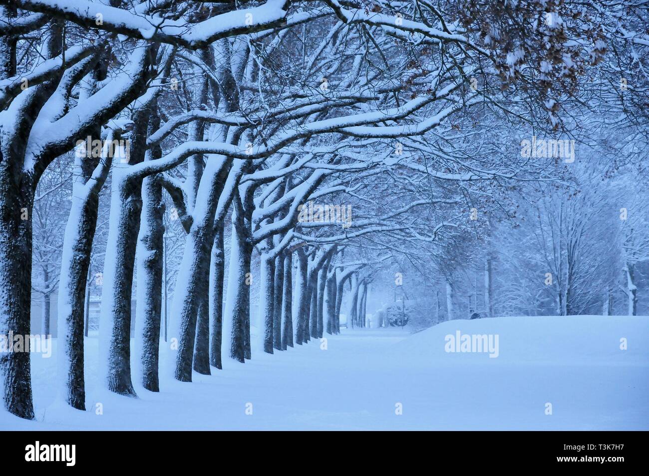 Lindenallee in winter, urban area Augsburg, Swabia, Bavaria, Germany, Europe Stock Photo