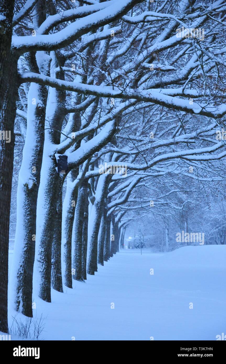 Lindenallee in winter, urban area Augsburg, Swabia, Bavaria, Germany, Europe Stock Photo