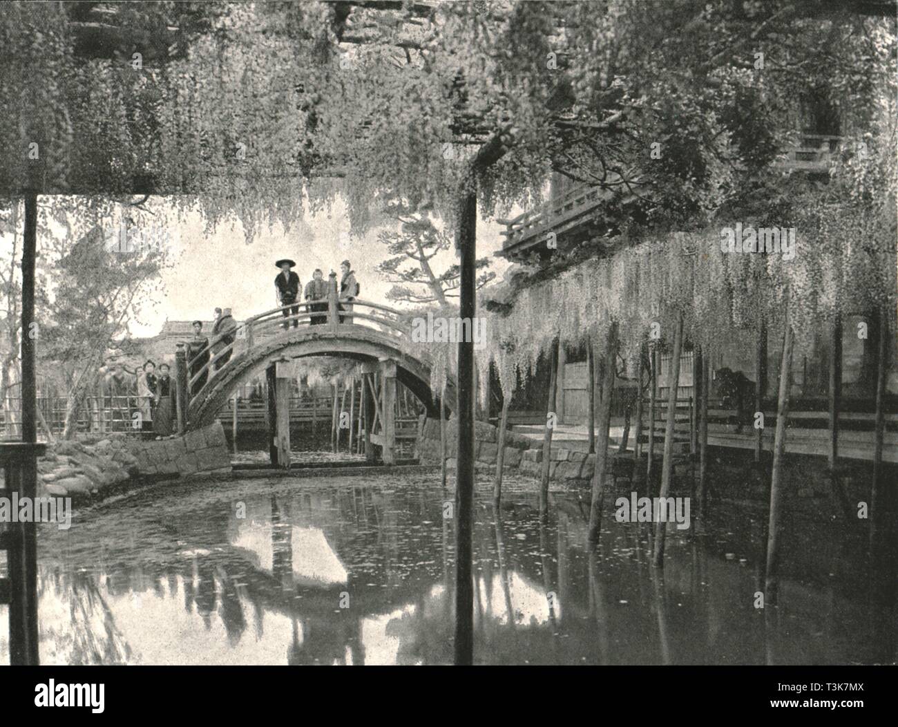 'The Shinji-No-Ike Pond and wisteria', Kameido, Tokyo, Japan, 1895. Creator: Unknown. Stock Photo