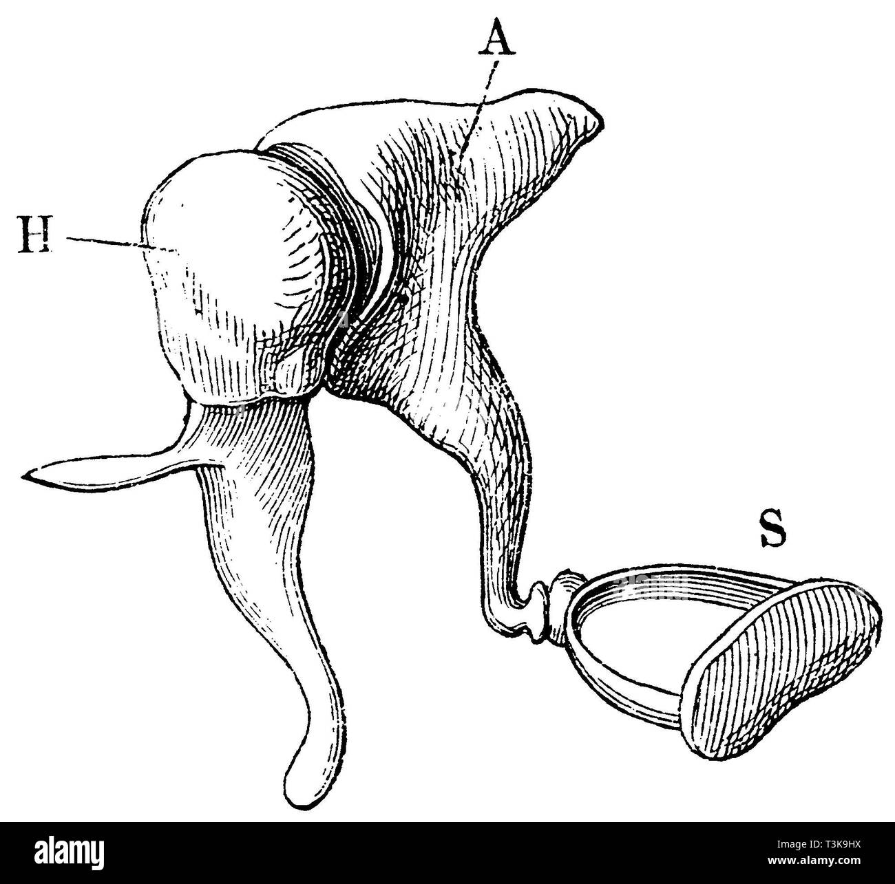 Human: Auditory ossicles of a right ear in mutual connection, seen from the front. H Hammer; A Ambos; S Stirrup, anonym Stock Photo