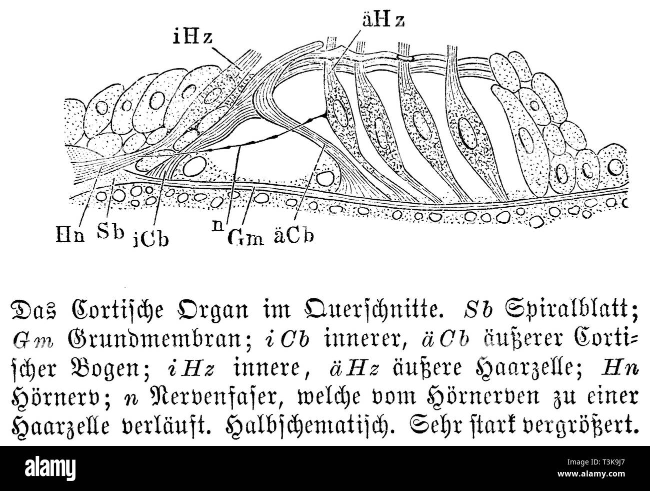 Human: Cross section of a cortical organ. Sb) spiral leaf; Gm) basal membrane; iCb) inner, äCb) outer Corinthian arch; iHz) inner, äHz) outer hair cell; Hn) auditory nerve; n) nerve fiber running from auditory nerve to hair cell., anonym Stock Photo