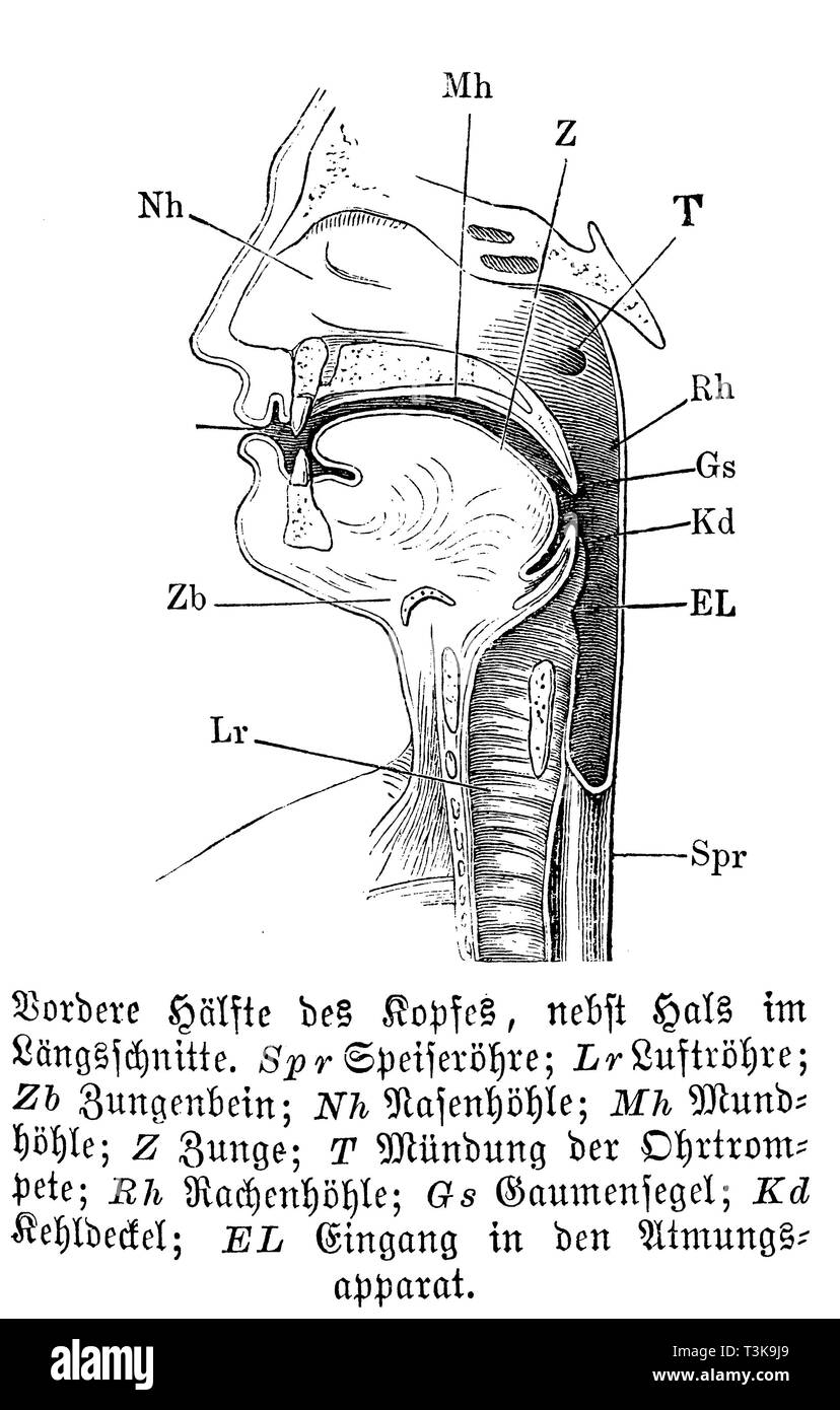 Human: Front half of head and neck in longitudinal section. Spr) Oesophagus; Lr) Trachea; Zb) Hyoid bone; Nh) Nasal cavity; Mh) Oral cavity; Z) Tongue; T) Mouth of the Eustachian tube; Rh) Revenge cavity; Gs) Sail of the palate; Kd) Epiglottis; EL) Entry into the respiratory system, anonym Stock Photo