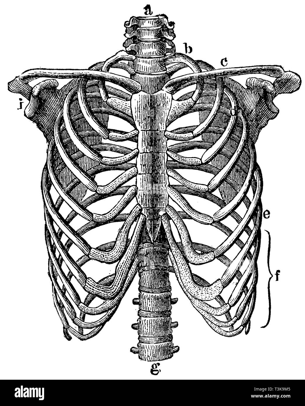 Human thorax: a, g) Spine, b) First rib, c) Collarbone, d) Third rib, e) Seventh rib, f) False ribs, h) Sternum, i) Shoulder blade, anonym  1877 Stock Photo