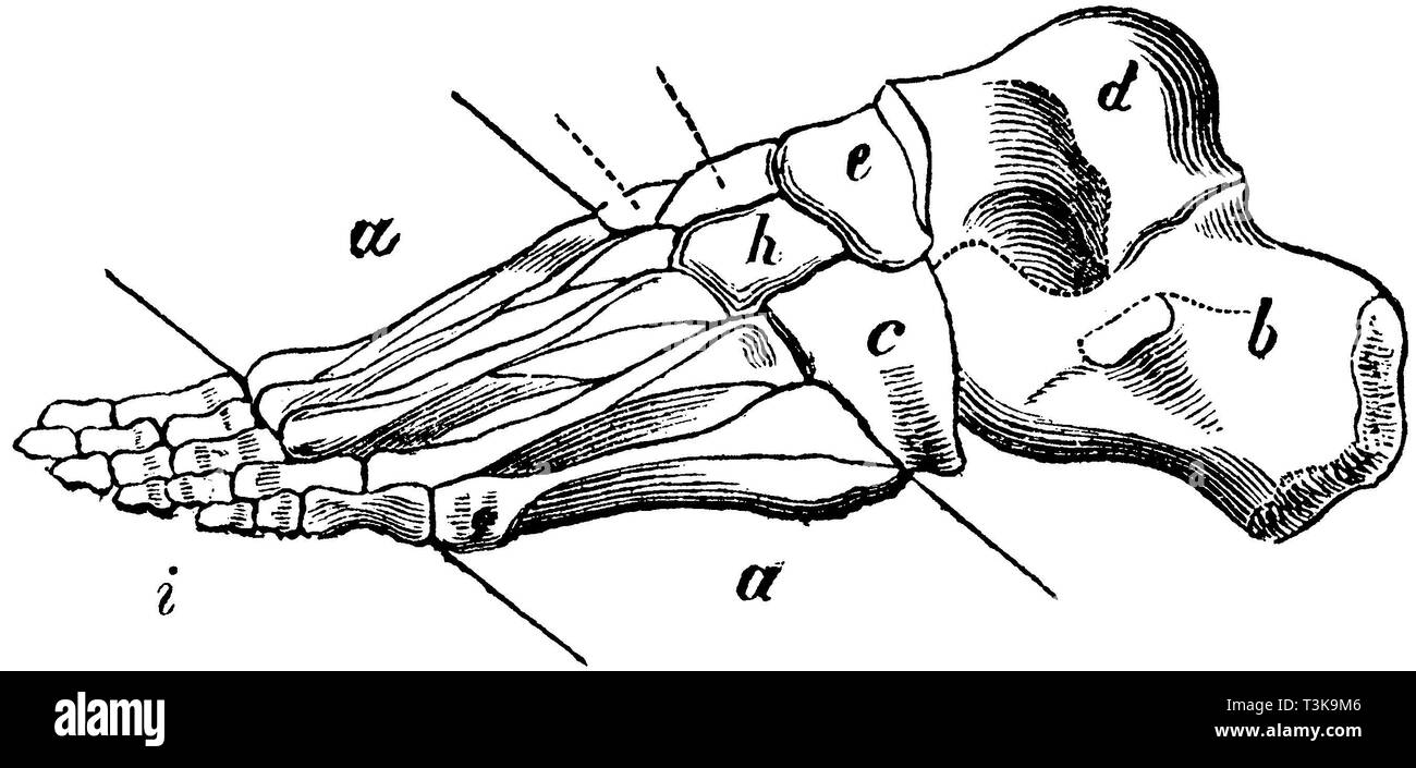 Human foot. a) Metatarsal bone, b) Heel bone, c) Cube bone, d) Jump bone, e) Scaphoid bone, h) Cuneiform bone (two are designated by dotted lines), i) Toes, anonym  1877 Stock Photo