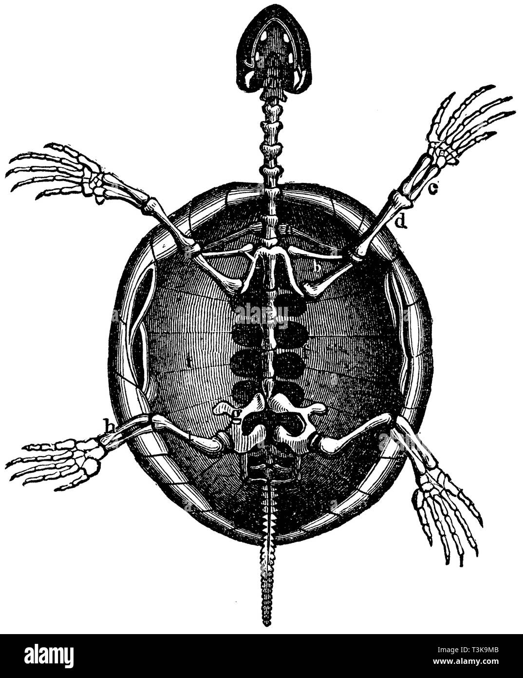 Skeleton of a turtle. a) Shoulder blade, b) Collarbone, c) Forearm, d) Upper arm, e) Dorsal vertebrae, f) Protrusions of vertebrae, g) Pelvic bone, h) Lower leg, i) Thigh, anonym  1877 Stock Photo
