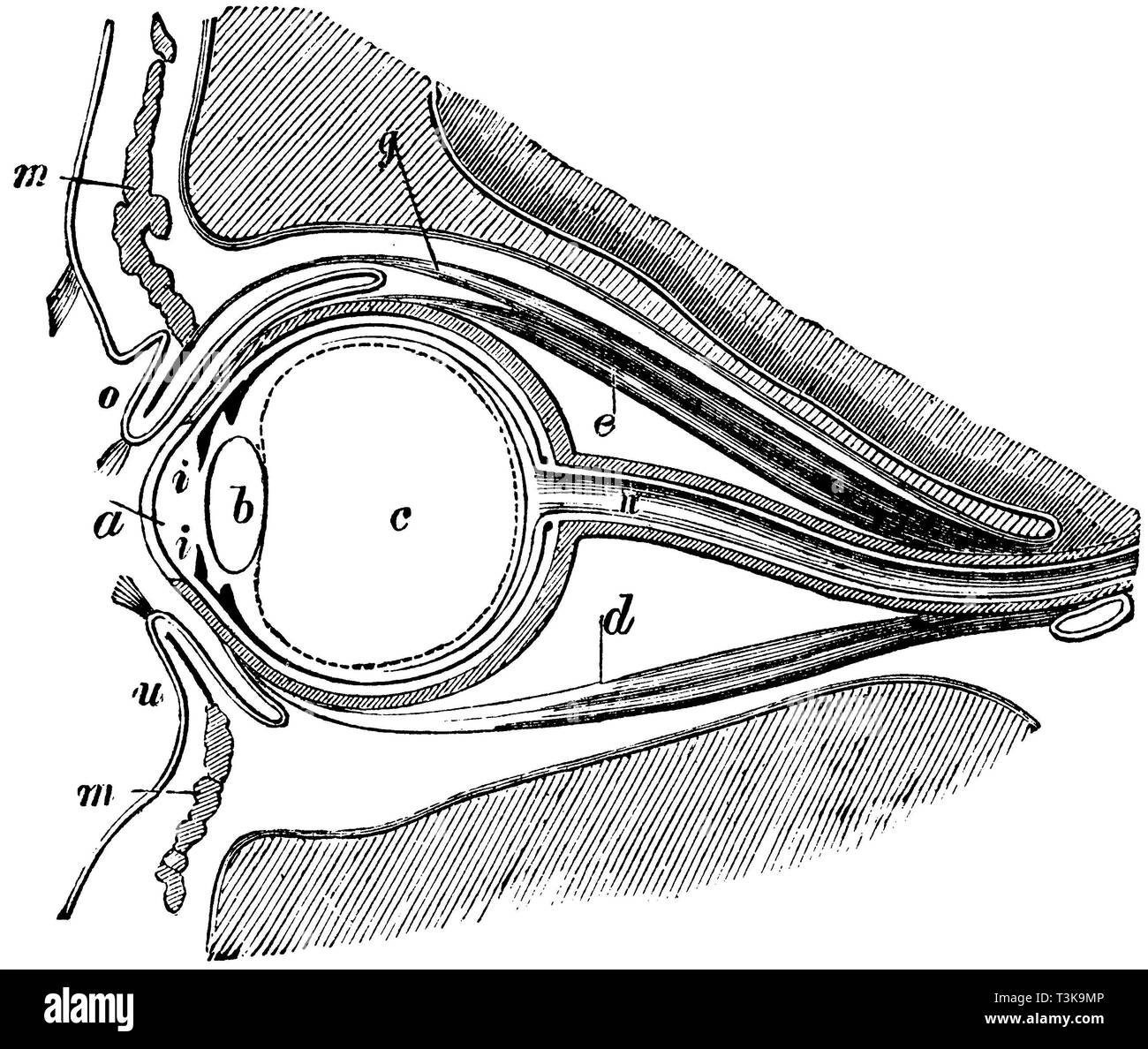 Human : Vertical section of the human eye . a) cornea b ) Krystallinse , c ) vitreous , d ) of the lower straight eye muscle , e) the upper straight eye muscle , g) levator muscle of the upper eyelid , i ) Iris , m) circular muscle , n) optic nerve , o) upper eyelid , u) lower eyelid;Human: vertical section of the human eye. a) cornea, b) crystalline lens, c) vitreous body, d) lower straight eye muscle, e) upper straight eye muscle, g) lifting muscle of upper eyelid, i) iris, m) circles, n) optic nerve, o) upper eyelid, u) lower eyelid, anonym  1877 Stock Photo