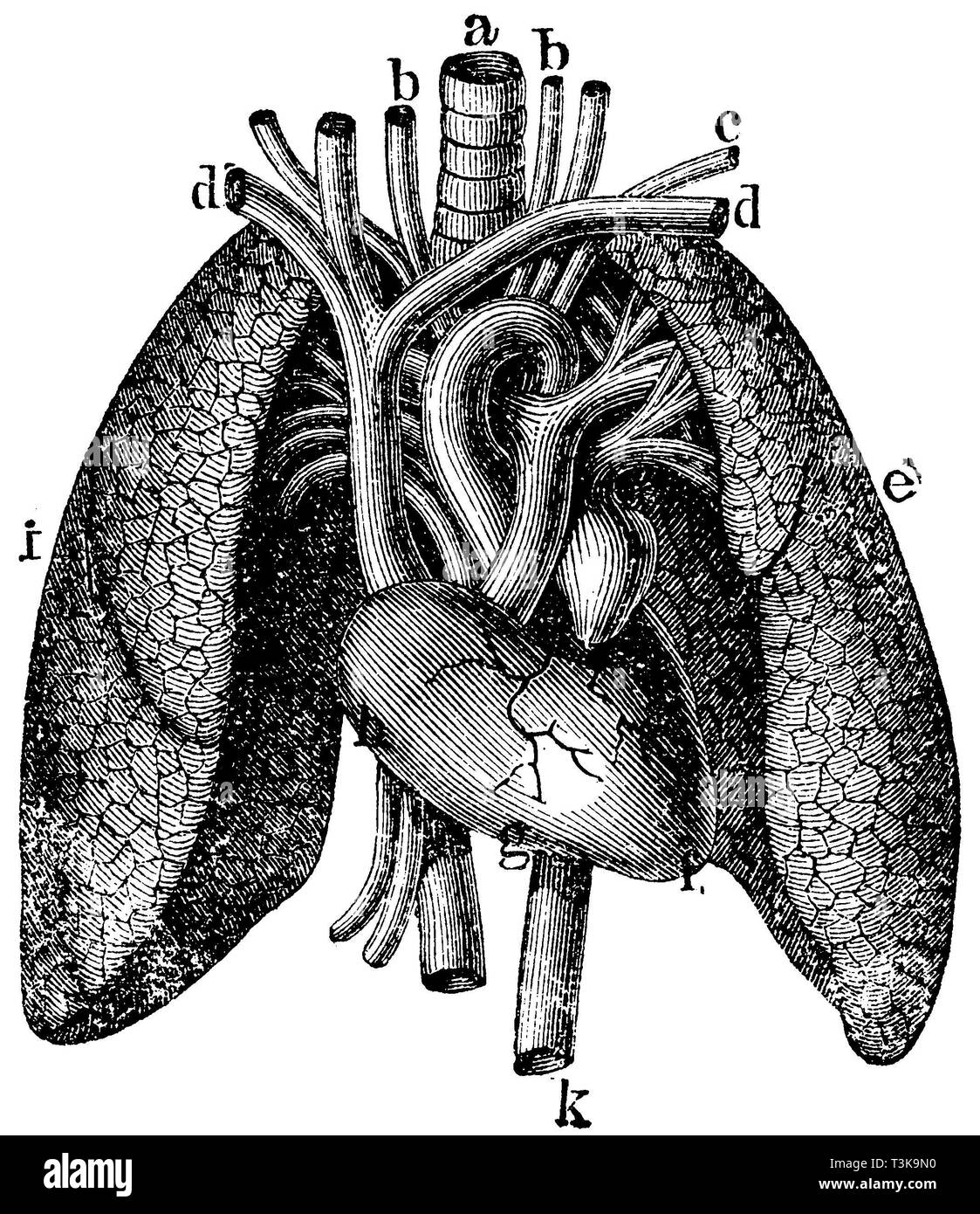 Lungs , heart and main artery strains of a human trachea, b head artery , c Armpulsader arm veins d e f left lung left ventricle right ventricle g h i right atrium right pulmonary k aorta;Human lungs, heart and main artery trunks a Trachea, b Head artery, c Arm artery d Arm veins e Left lung f Left ventricle g Right ventricle h Right ventricle i Right lung k Aorta, anonym  1877 Stock Photo