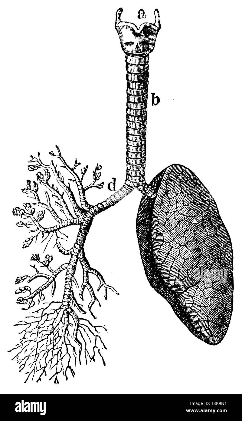 Human trachea and lung (the right lung shows the branching of the