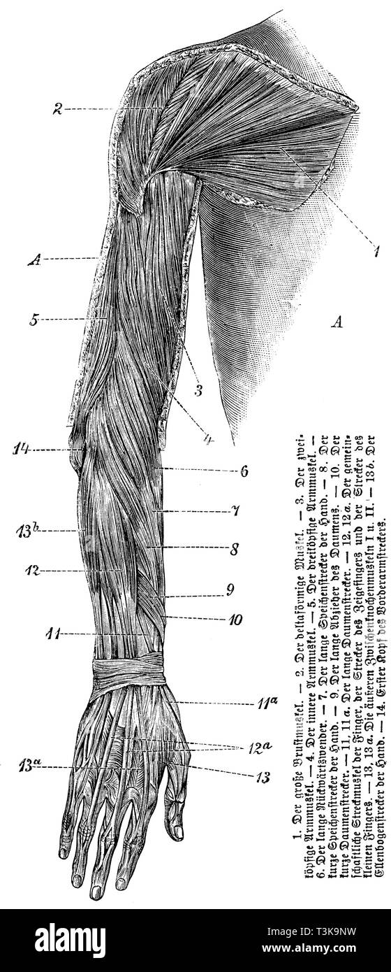 Human: upper arm muscles, 1) large pectoralis muscle, 2) deltoid muscle, 3) two-headed arm muscle, 4) internal arm muscle, 5) three-headed arm muscle, 6) long reverse turner, 7) long spokes of the hand, 8) short spokes of the hand, 9) long pullers of the thumb, 10) short thumb-sticks, 11, 11 a) long thumb-sticks, 12,12 a) joint extensor of the fingers, the extensor of the index finger and the extensor of the little finger, 13, 13 a) outer inter-bony muscles, I u. II) 13 b) elbow stretcher of the hand, 14) first head of the forearm stretcher, anonym  1887 Stock Photo