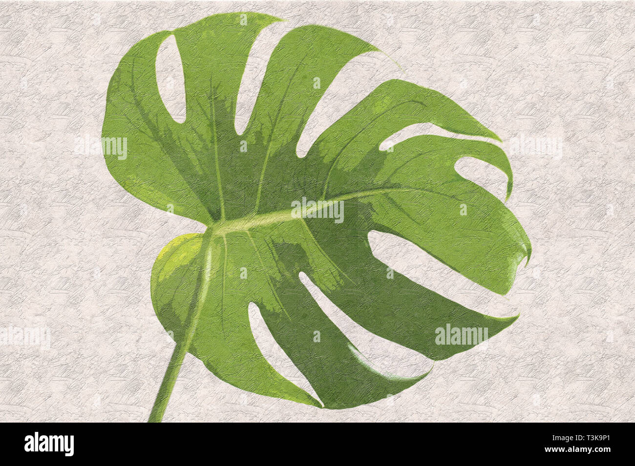 Digitally enhanced image of a leaf of Monstera deliciosa. Commonly grown for interior decoration in public buildings and as a houseplant. Common names Stock Photo