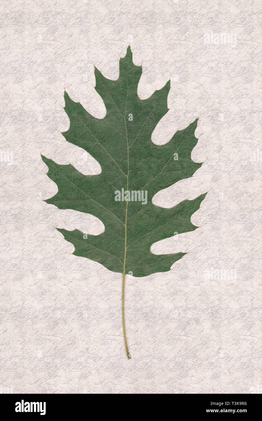 Single oak tree from above hi-res stock photography and images - Alamy
