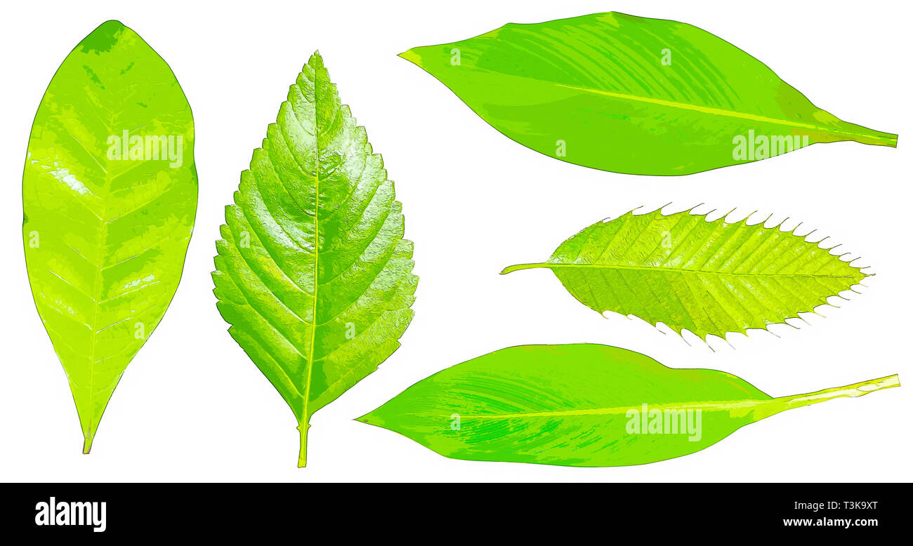 Arbor day concept Digitally enhanced image of five leafs of houseplants on white background Stock Photo