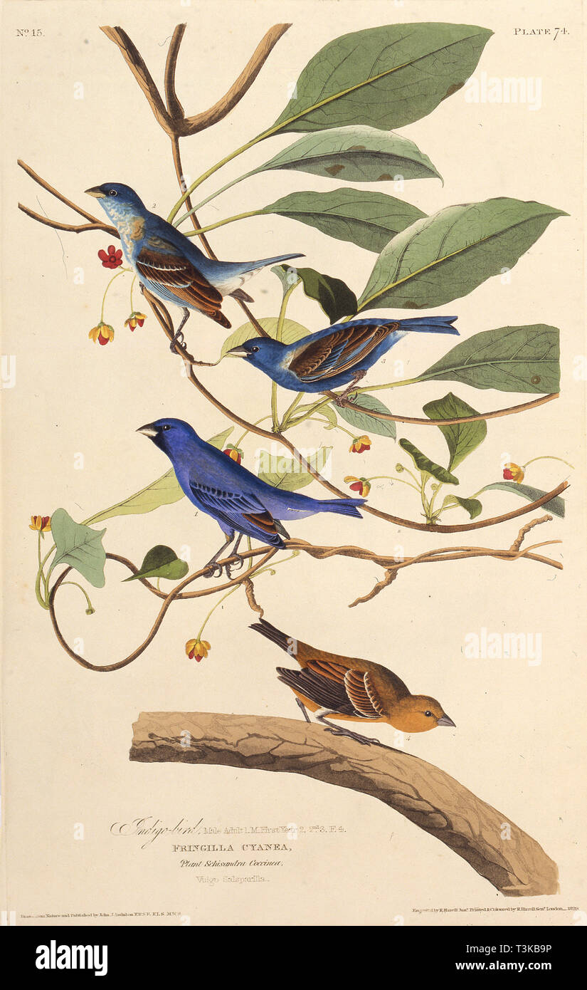 The indigobirds. From 'The Birds of America', 1827-1838. Creator: Audubon, John James (1785-1851). Stock Photo
