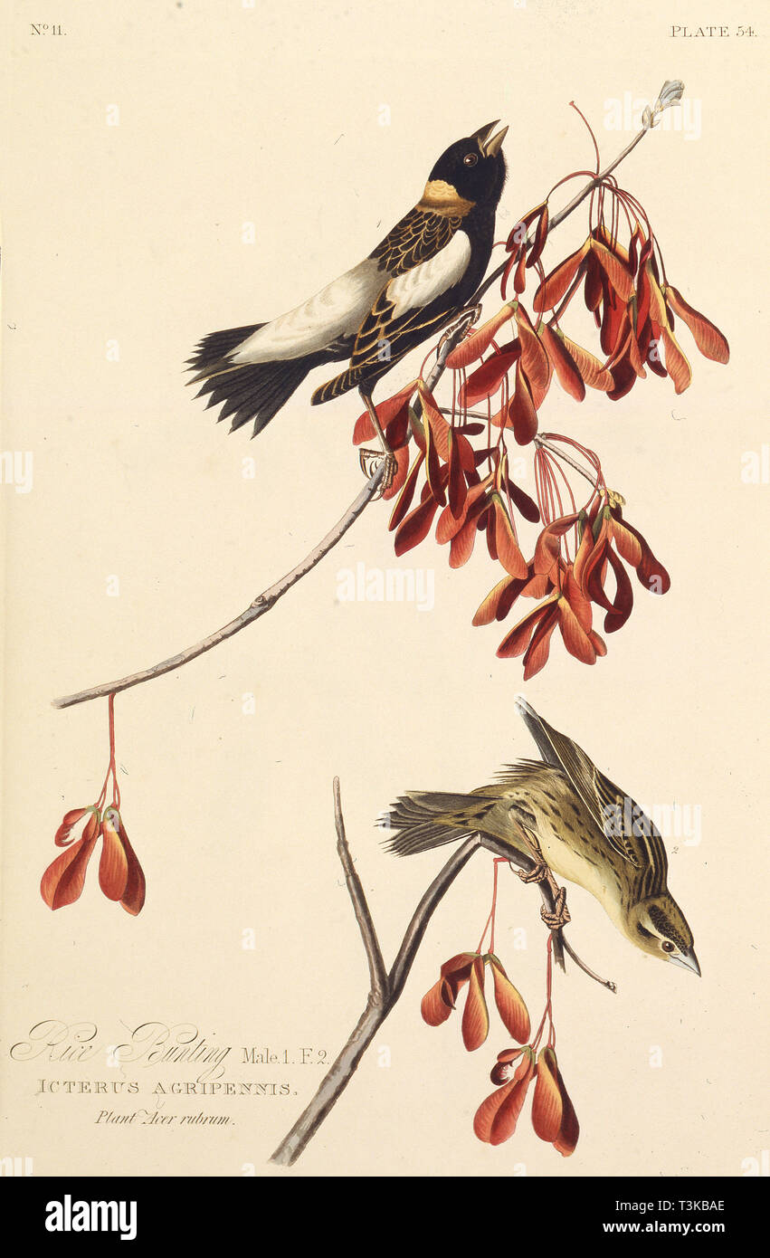 The Ricebird. From 'The Birds of America', 1827-1838. Creator: Audubon, John James (1785-1851). Stock Photo