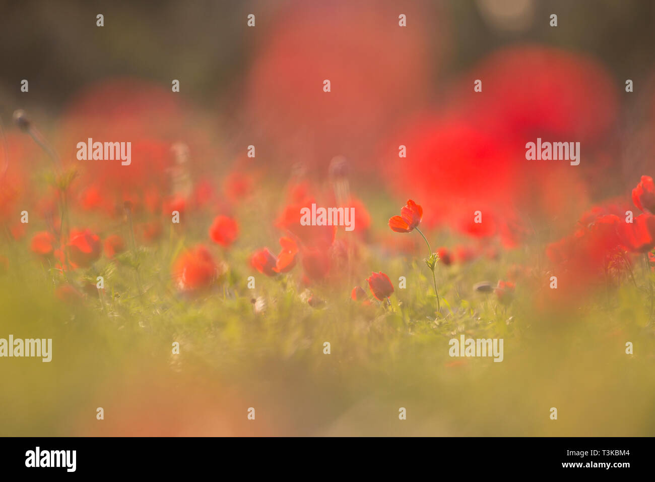 Selective focus on a field of red Anemone coronaria (Poppy Anemone). Photographed in Israel in Spring February Stock Photo