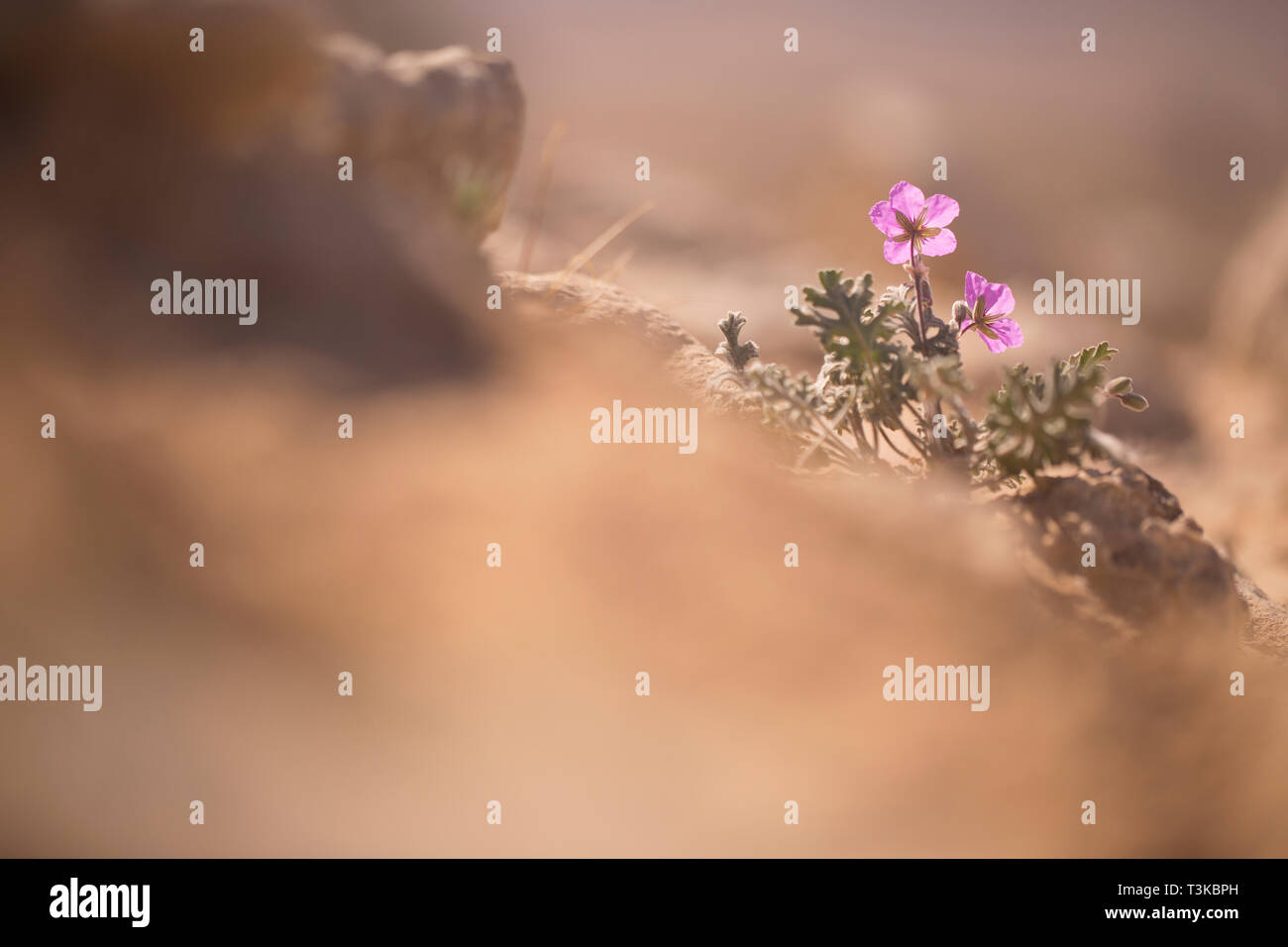 flowering Musk storksbill (Erodium moschatum) flowers. Photographed in Israel in February Stock Photo