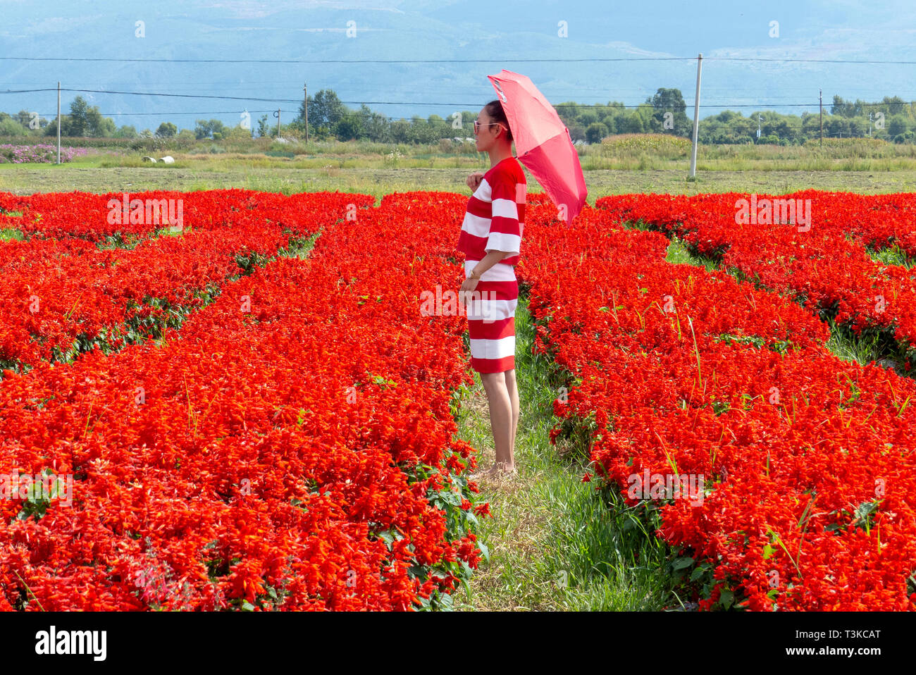 local tourists in a field of red flowers in Dali, Yunnan, China Stock Photo