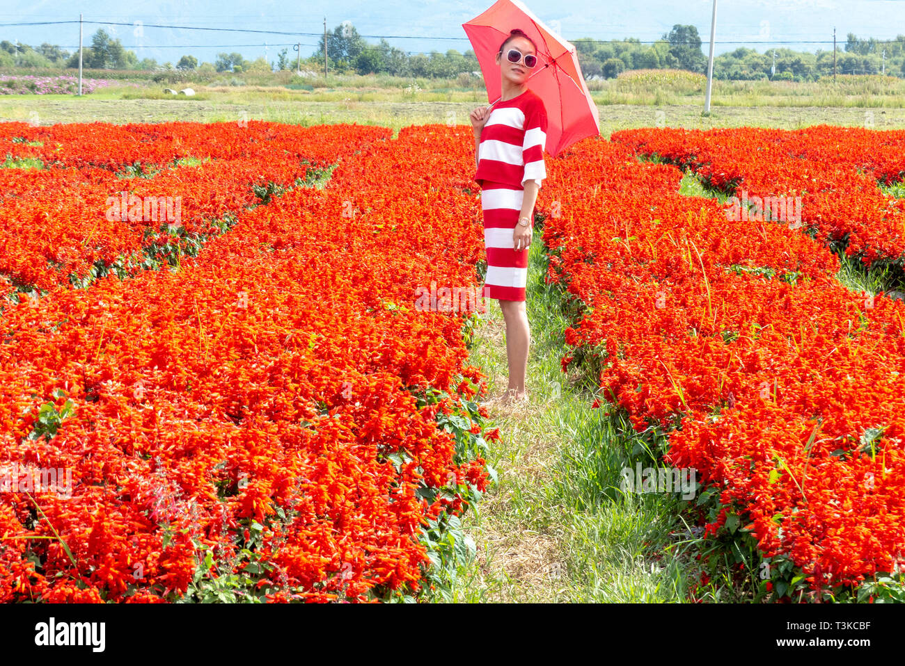 local tourists in a field of red flowers in Dali, Yunnan, China Stock Photo
