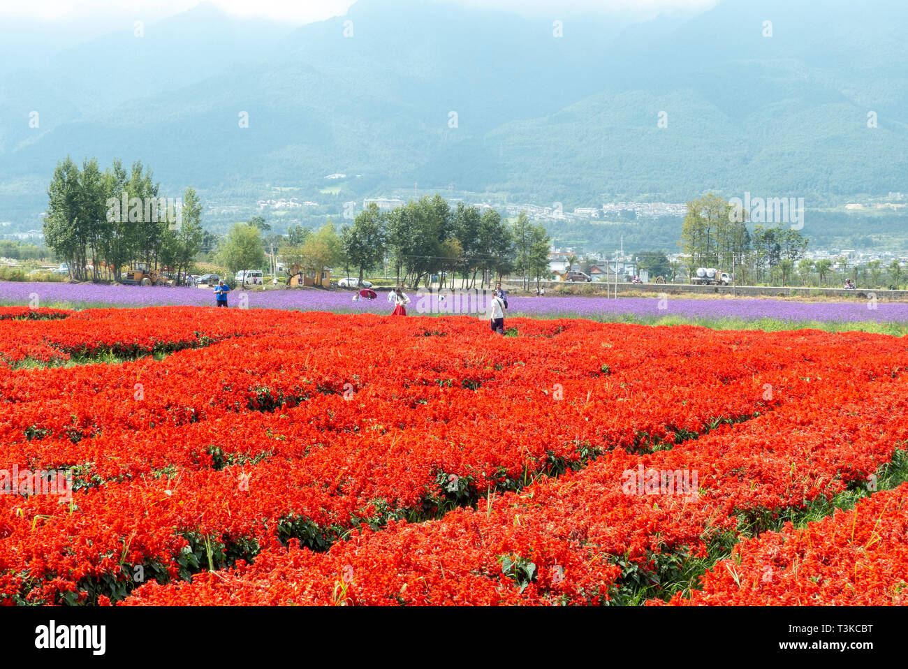 A field of red flowers in Dali, Yunnan, China Stock Photo