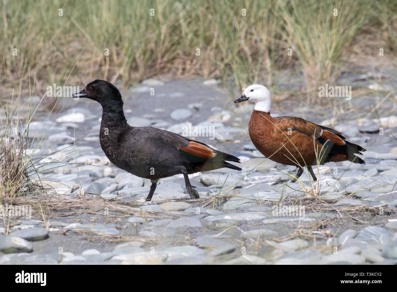 Paradise Shelduck