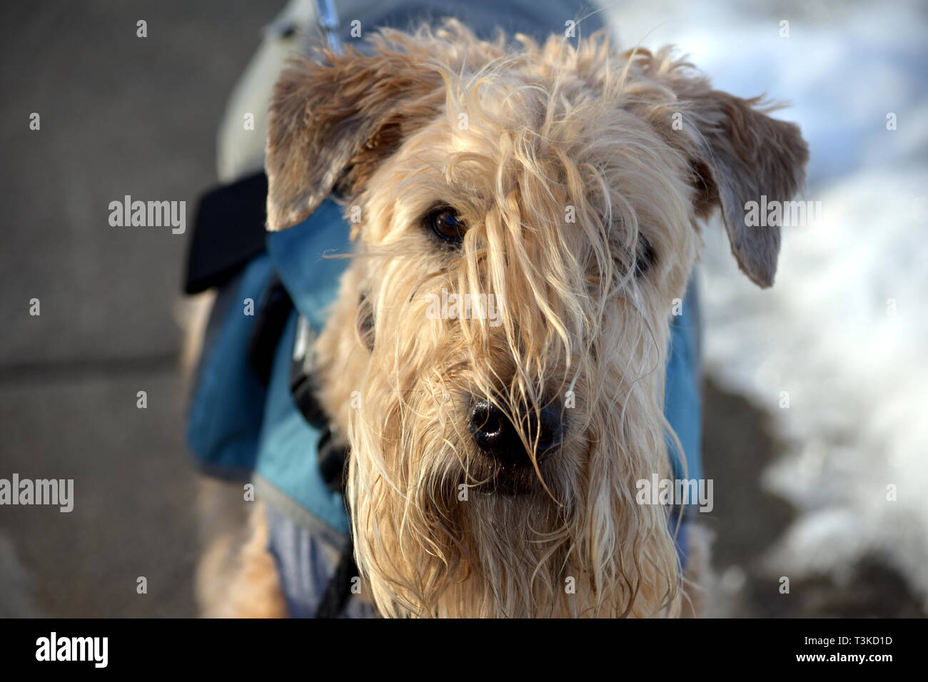 Soft-coated Wheaten Terrier looking at camera with hair in his eyes. Stock Photo