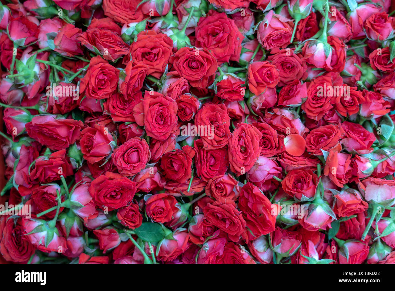 Colorful rose, red flowers for sale to offer to God during worship at  little India, street market, Singapore , close up, top view . Red roses  backgrou Stock Photo - Alamy