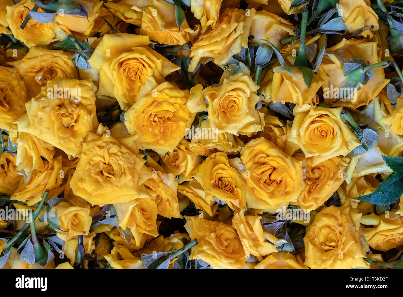 Yellow Roses For Sale High Resolution Stock Photography And Images Alamy